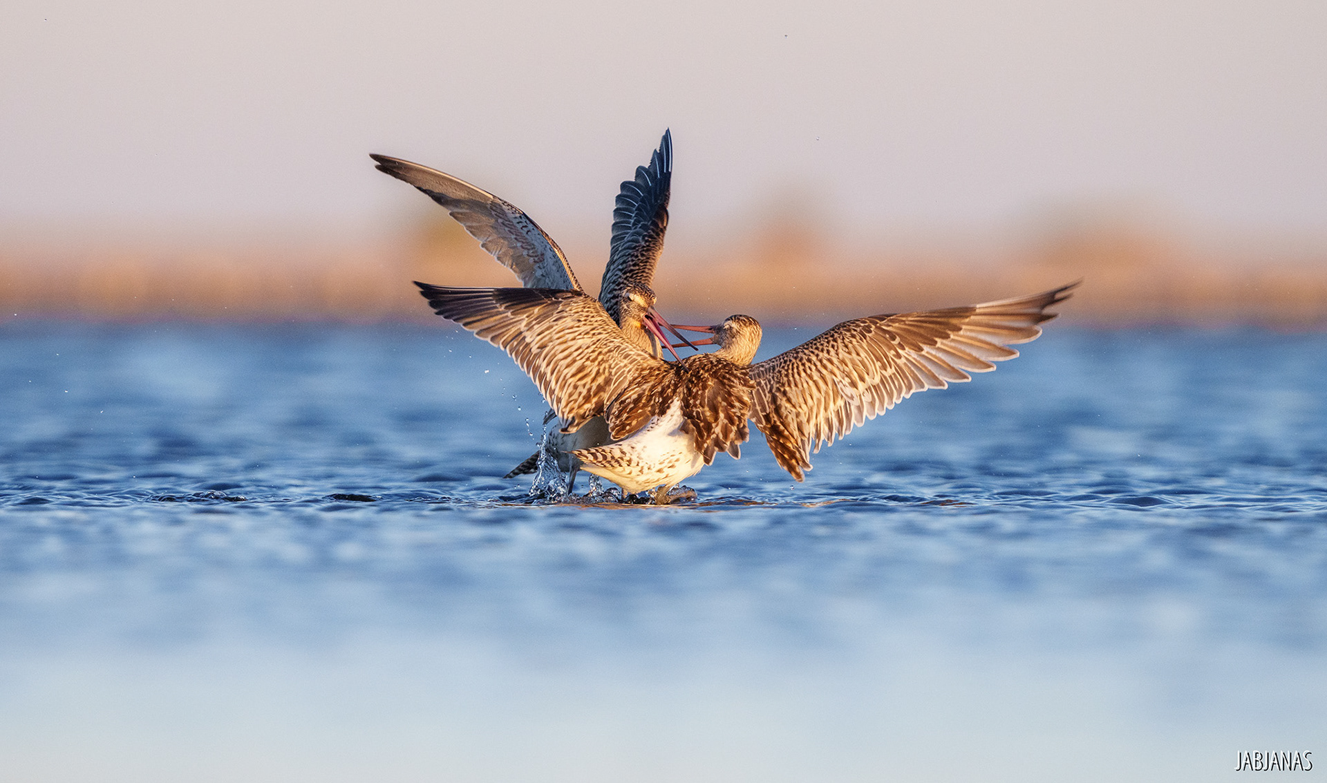 Walka Szlamników, Mewia Łacha