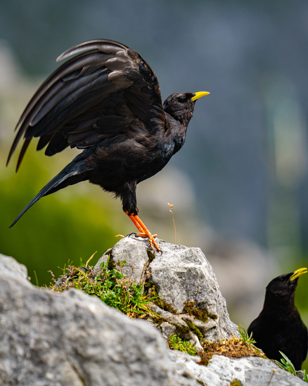 Wieszczek Alpejski, Jenner