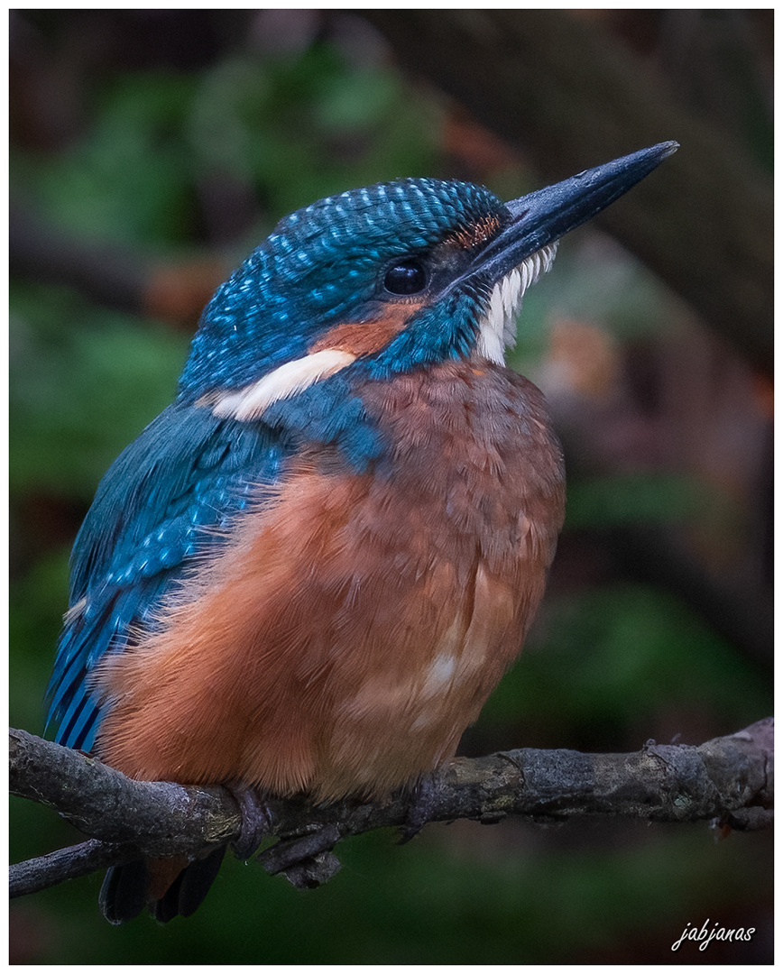 Zimorodek, Dolina Baryczy