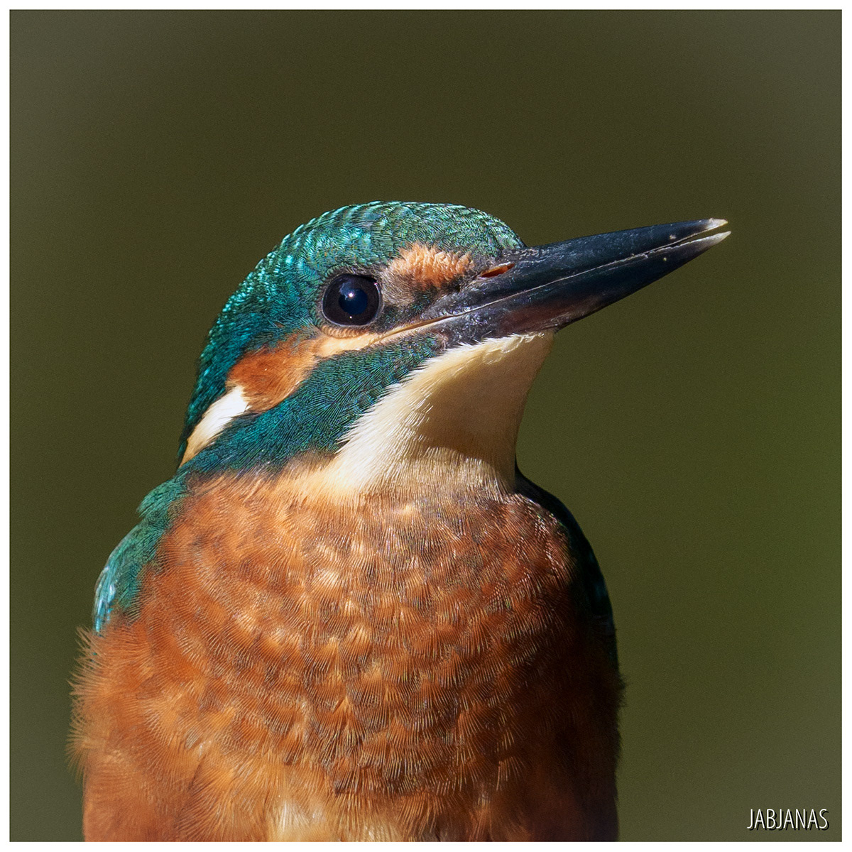 Zimorodek, Żuławy Wiślane