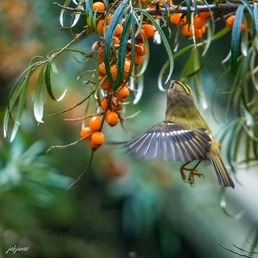 Mysikrólik, Mierzeja Wiślana