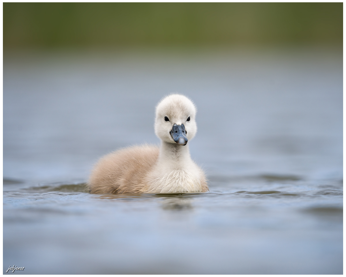 Młody łabędź