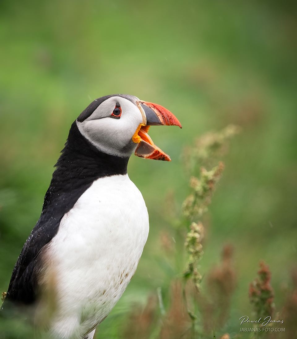Islandia, 2025 maskonur