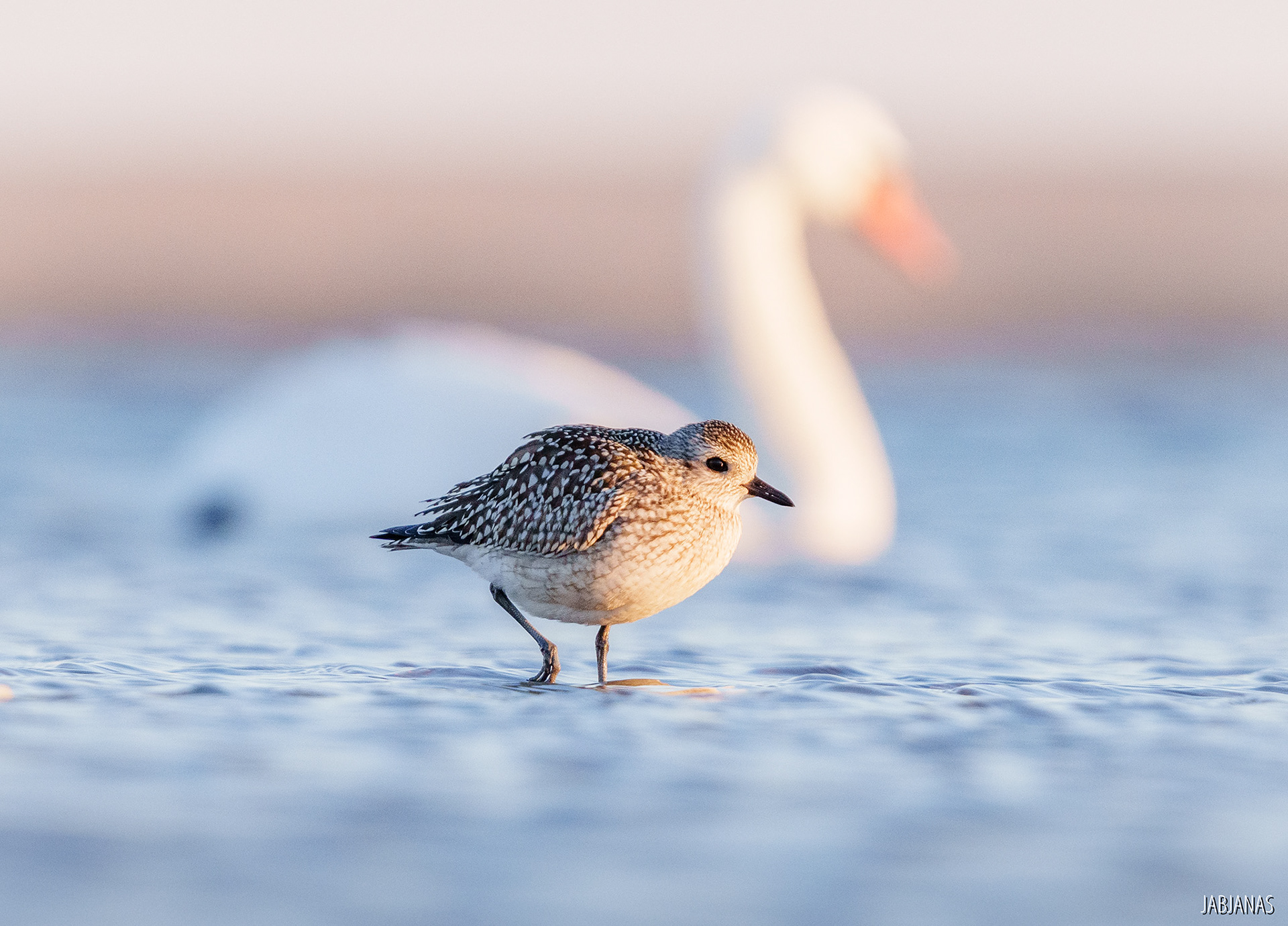 Siewnica, Mewia Łacha