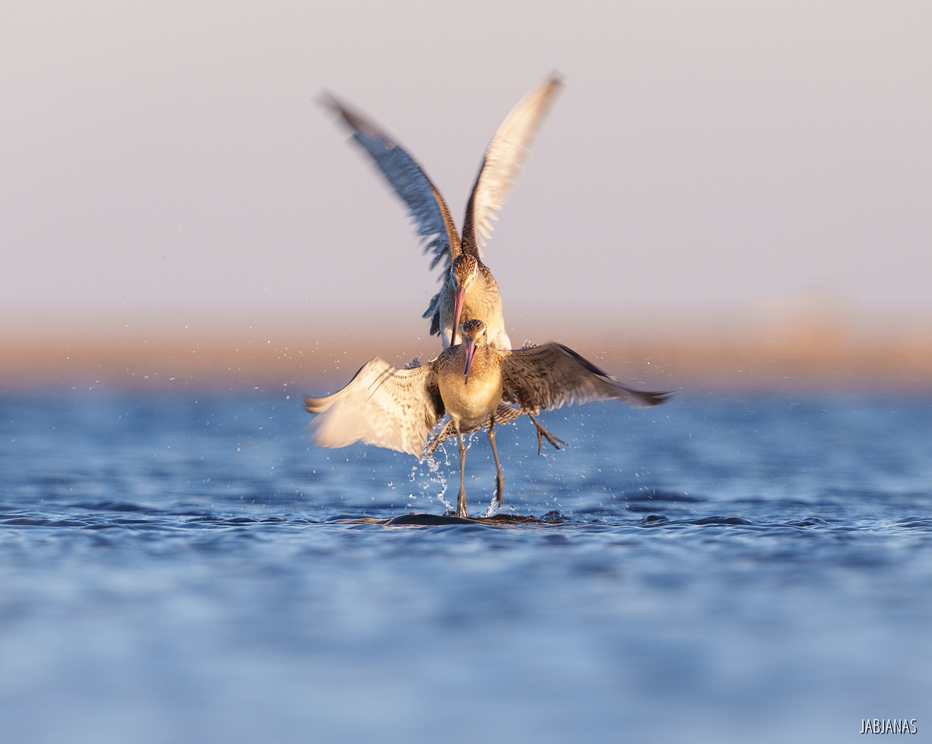 Walka Szlamników, Mewia Łacha