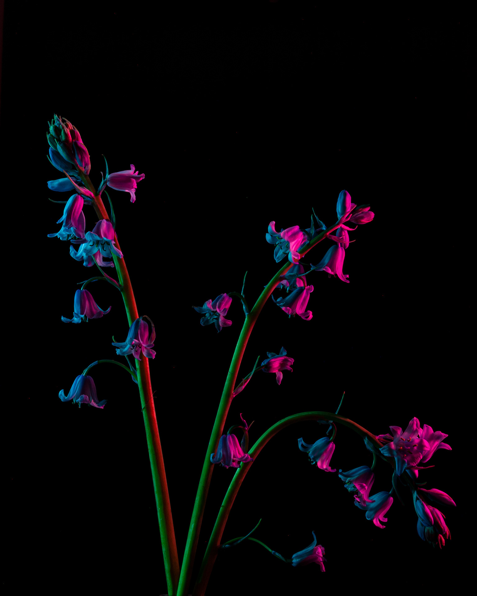 fiori su marte illuminati dai satelliti