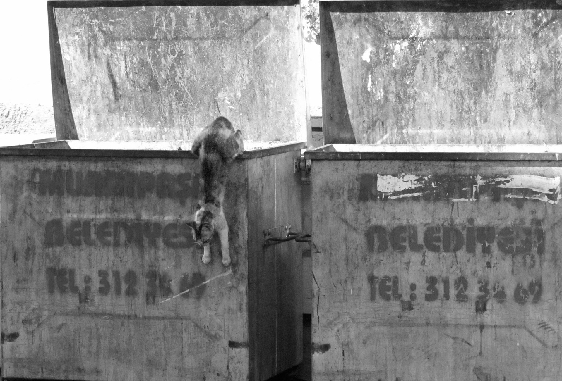 Petit chat errant agile et malin,  Turquie 2011
