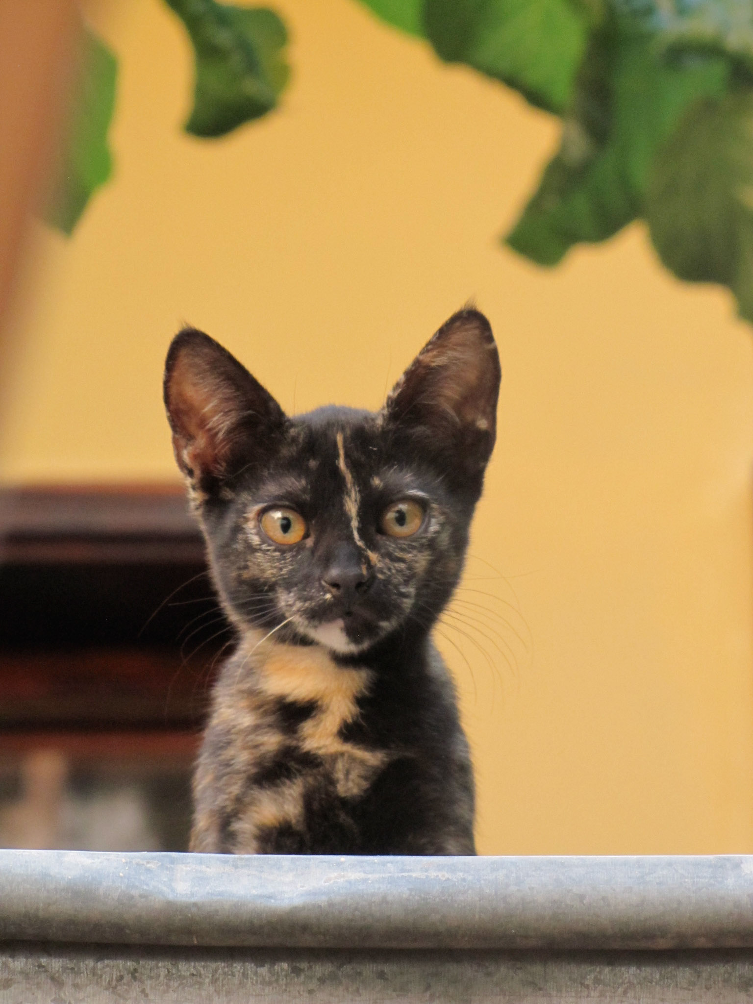 Chaton errant , camouflage