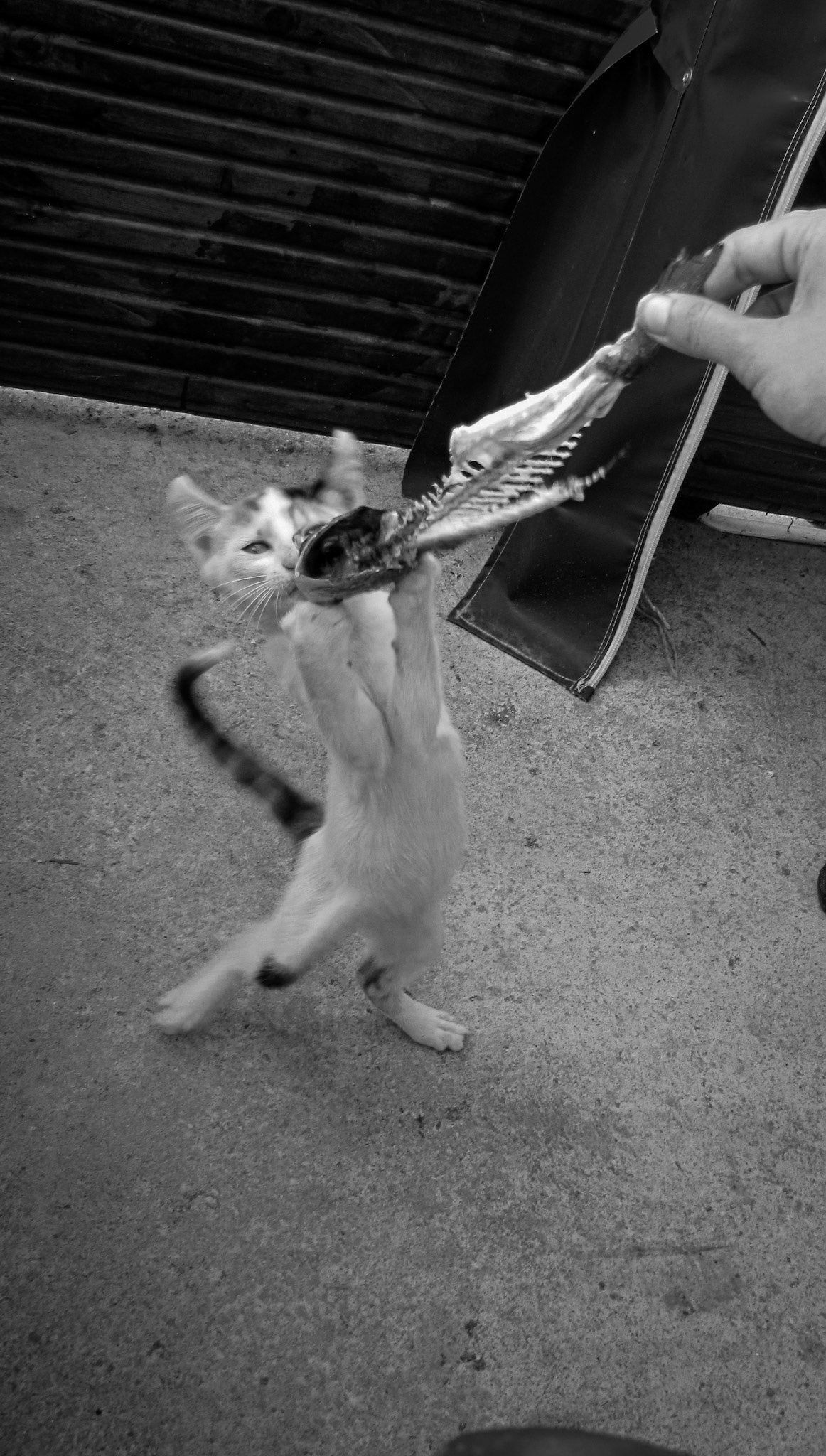 Aussi grand que le chat, Turquie, 2011