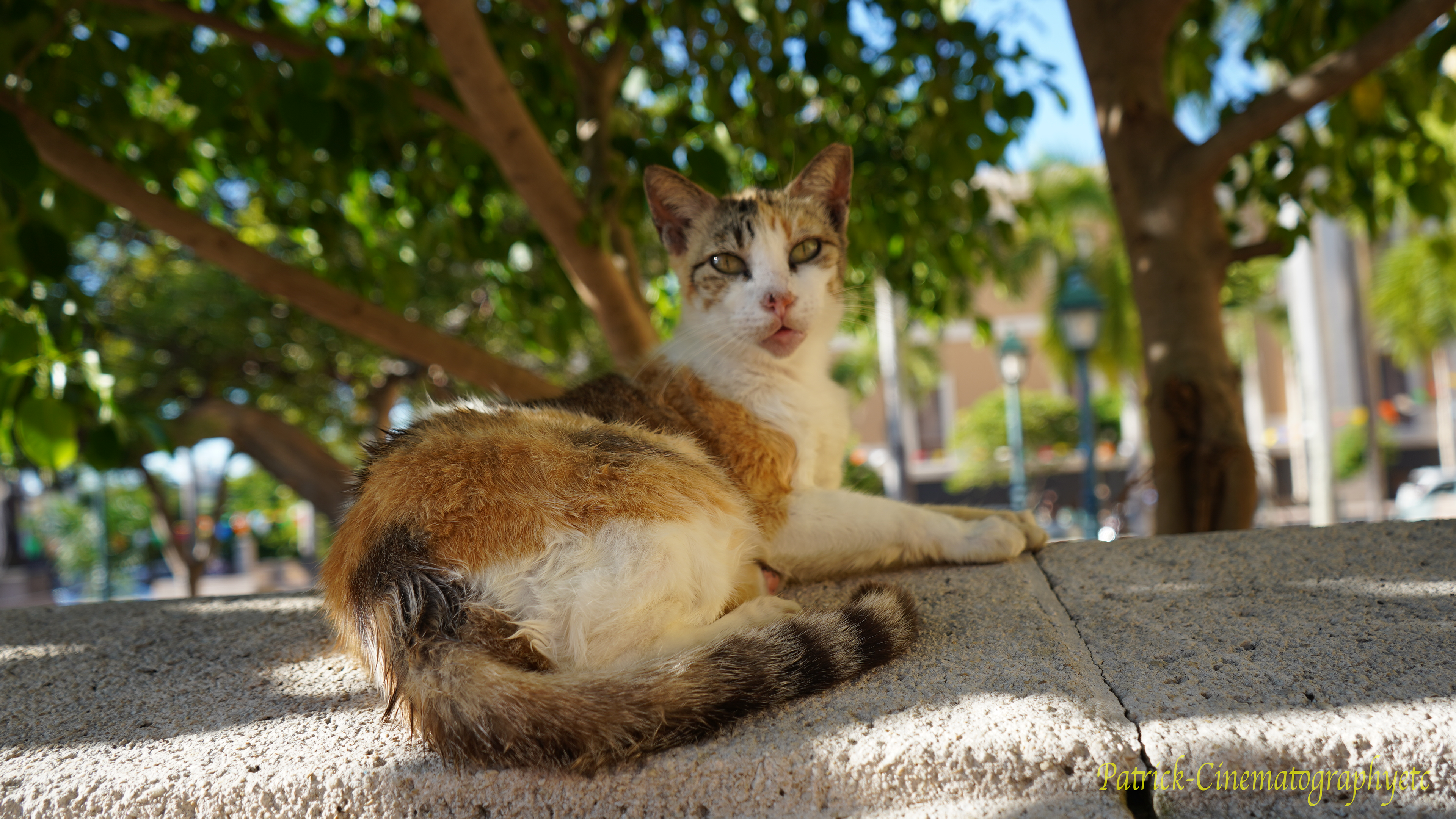 Equipment used: Sony A7iii