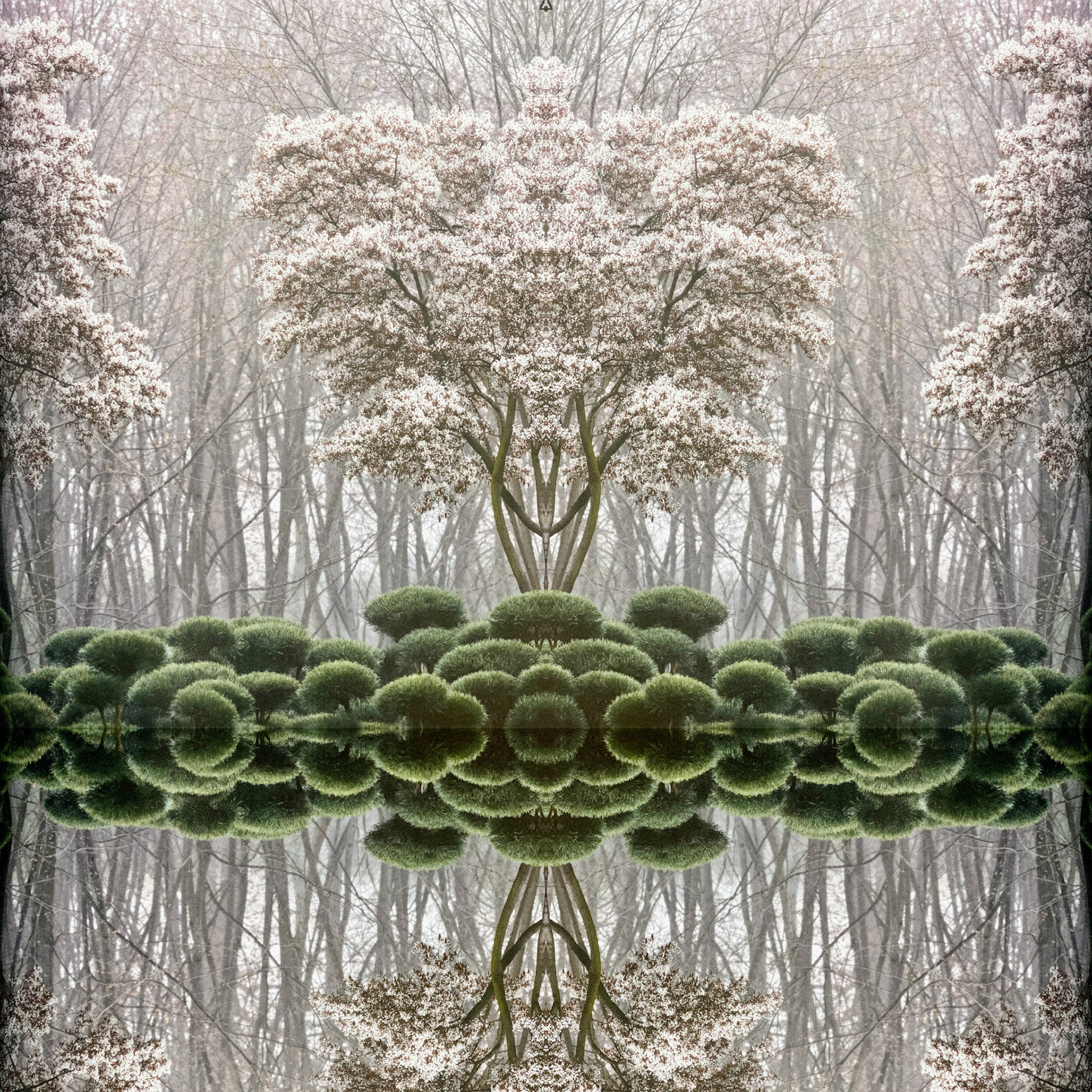 Im Spieglwald blicken wir auf eine ruhige Wasserfläche, auf der sich wohlgeschnittene grüne Büsche und dahinter ein Blütenwald spiegeln. Grundlage bildet ein Bild von Kramer&Kramer. Skizziert, gespiegelt und gebeugt wurde daraus ein Rorschachtest mit Dionysos.