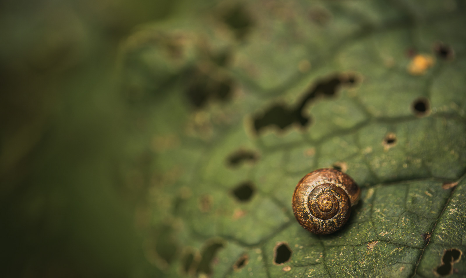 Snail