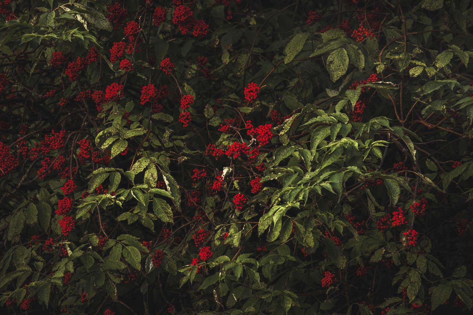 Deep autumn color