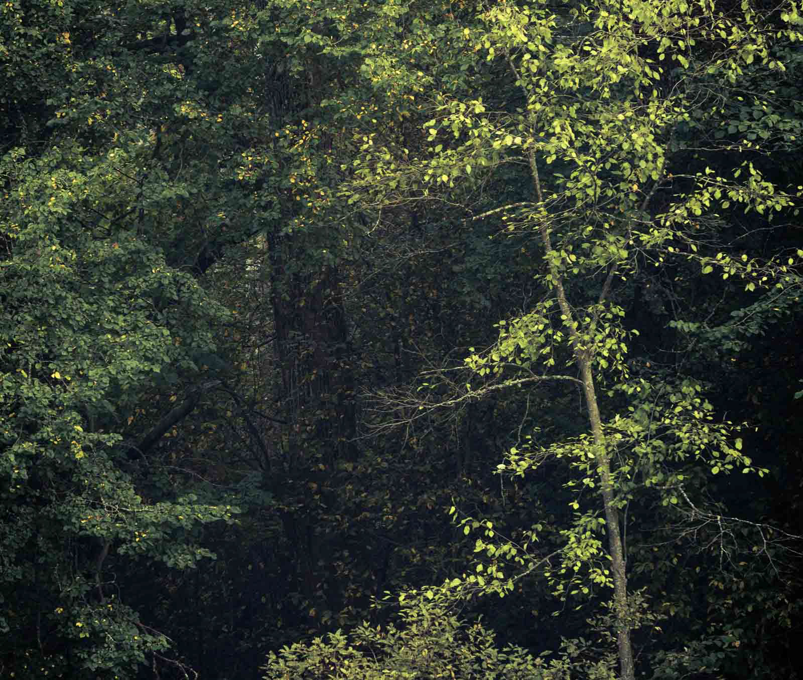 Soul of tree #2