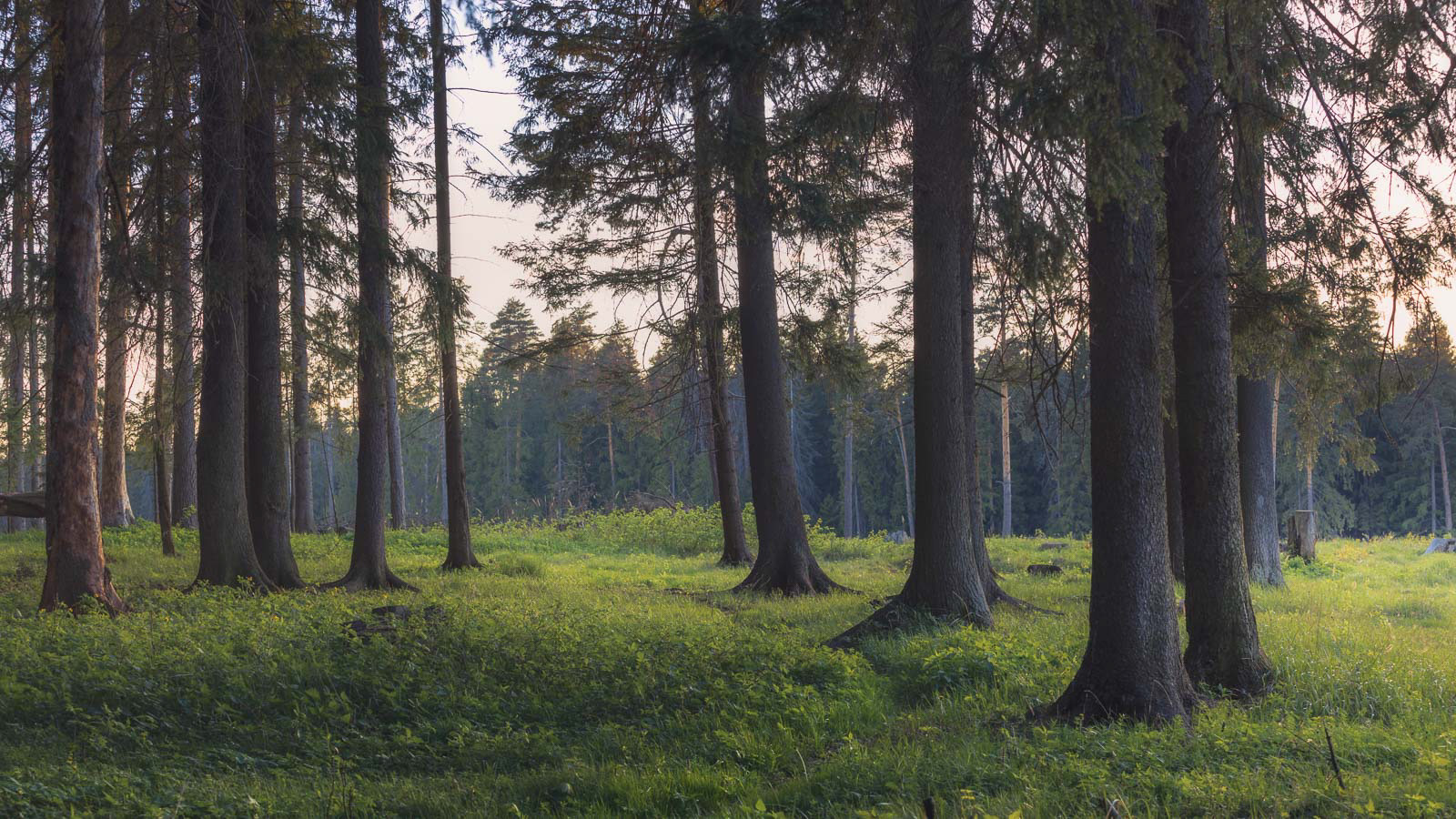Sunset in the eternal forest