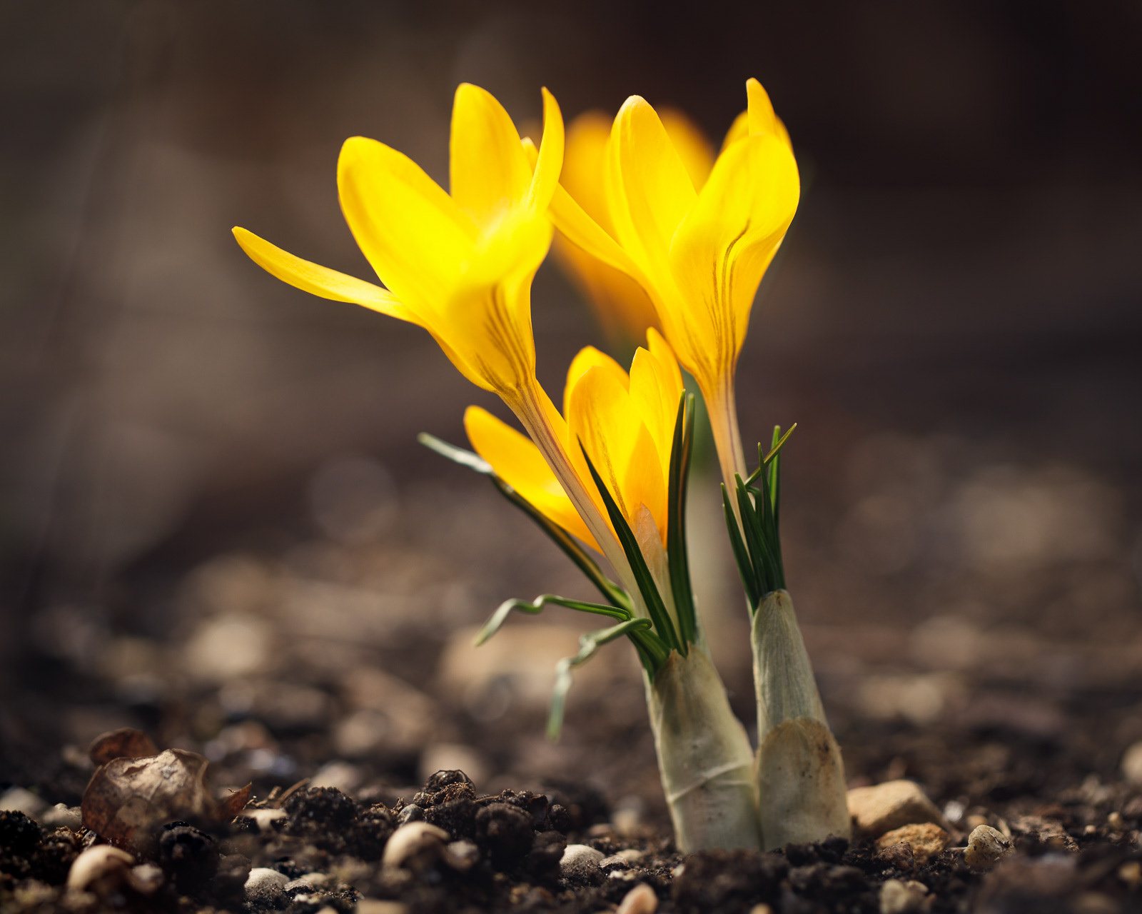 Three blossom