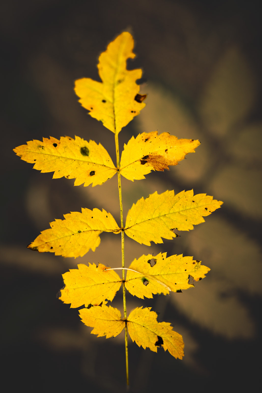 Leaf