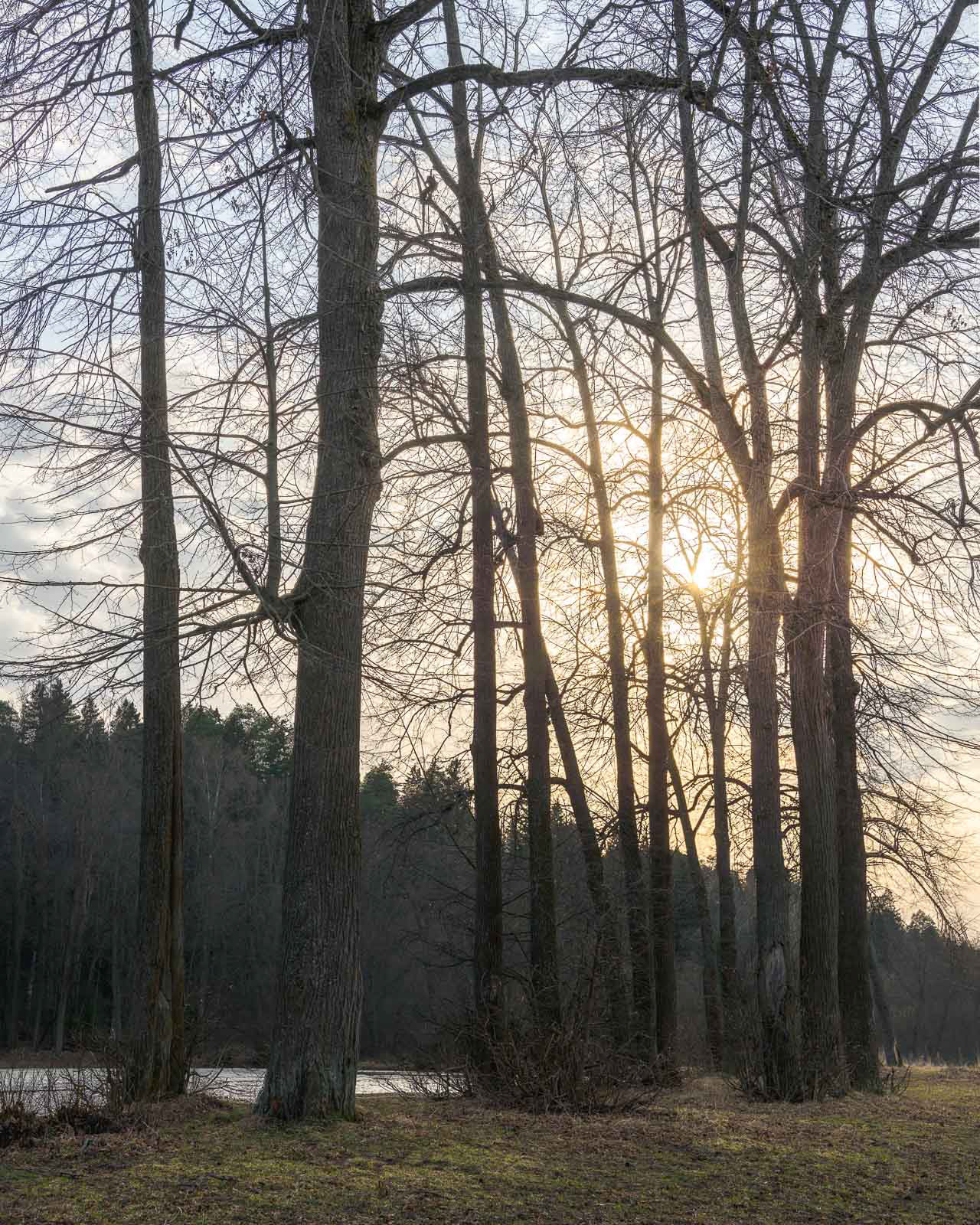 The linden trees
