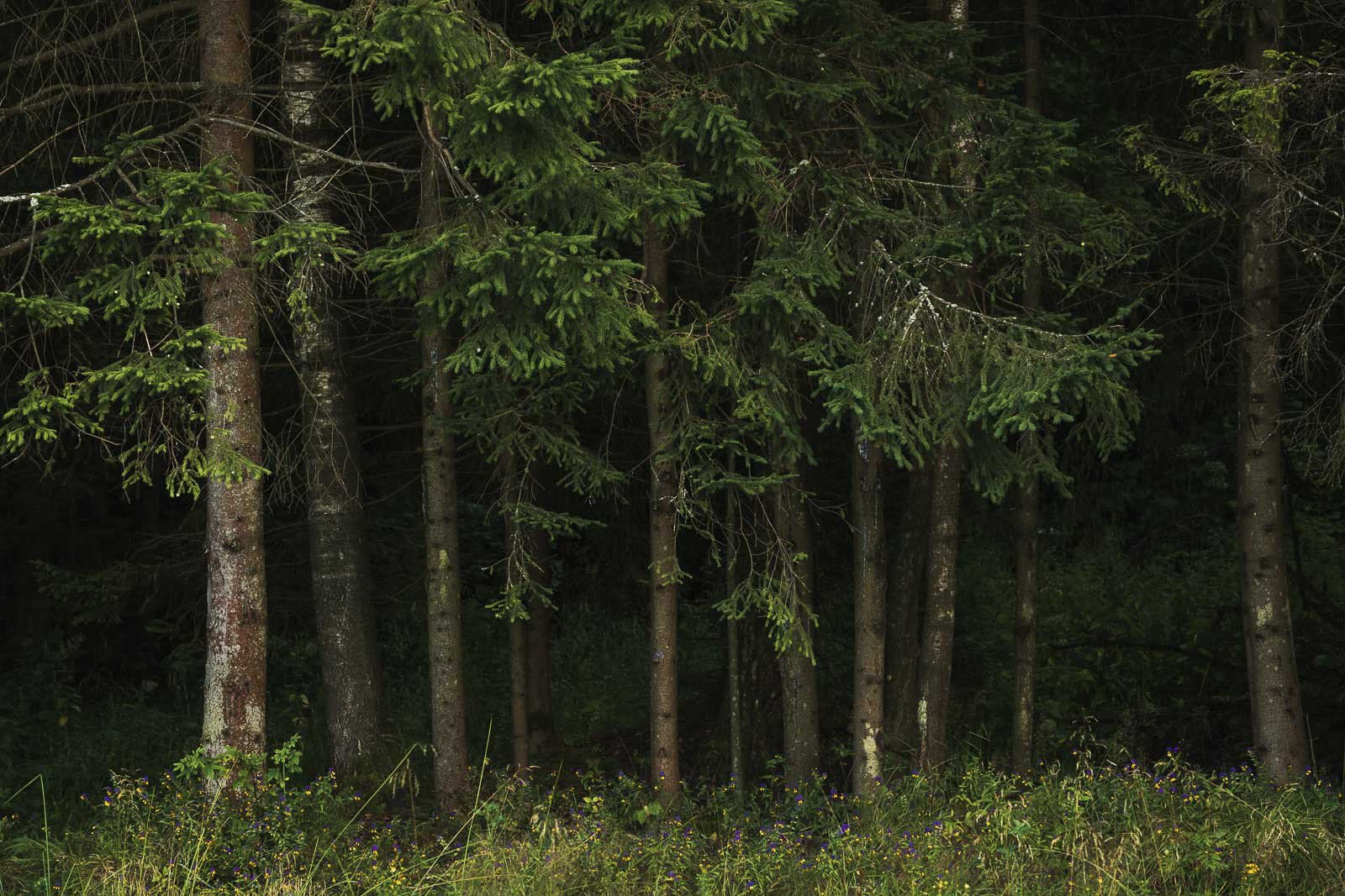 Enter to the deep forest