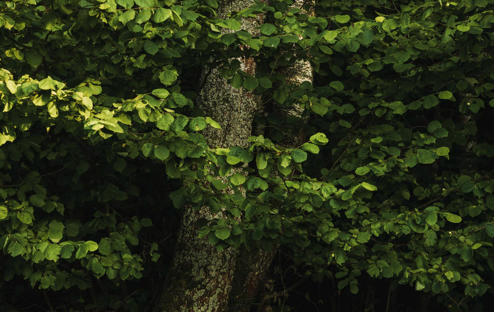 Soul of tree #1