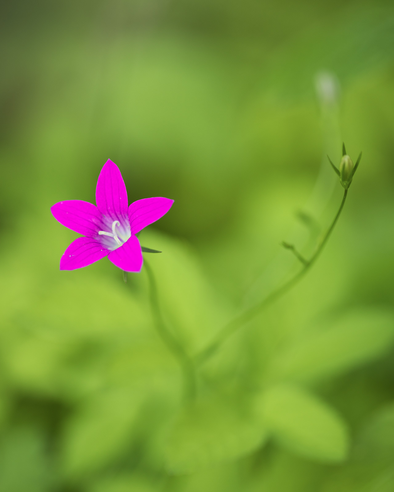 The brightest