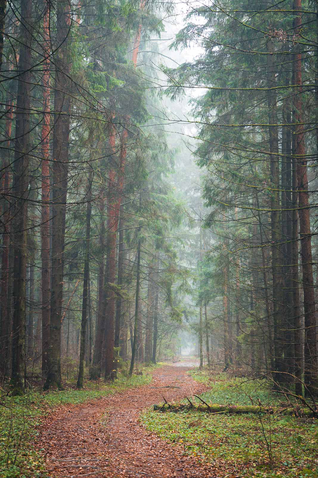 Foggy November day