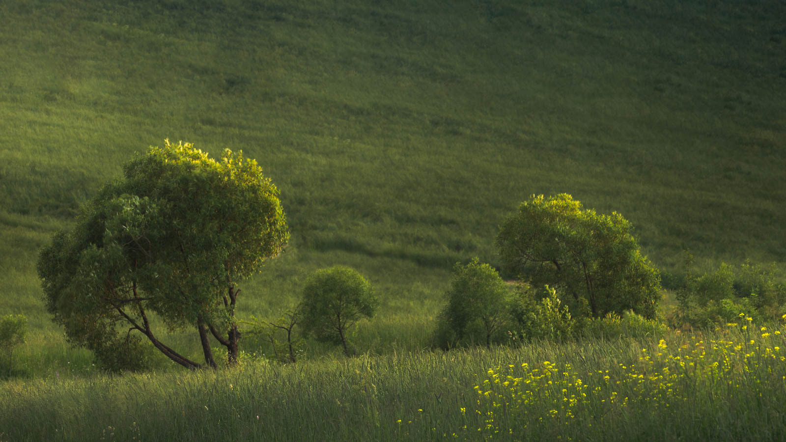 Green on green