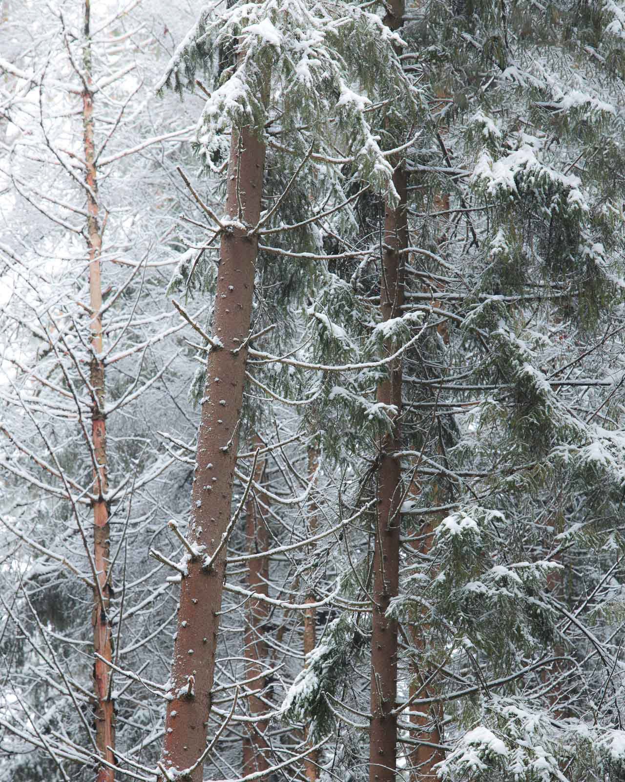 Green under White