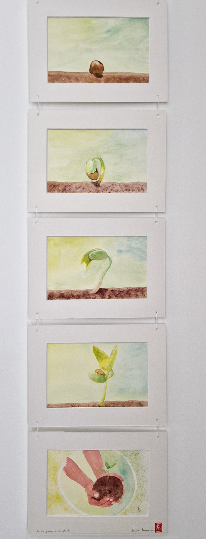 De la graine à la plnate - Aquarelles (Fenêtres qui Parlent 2024)