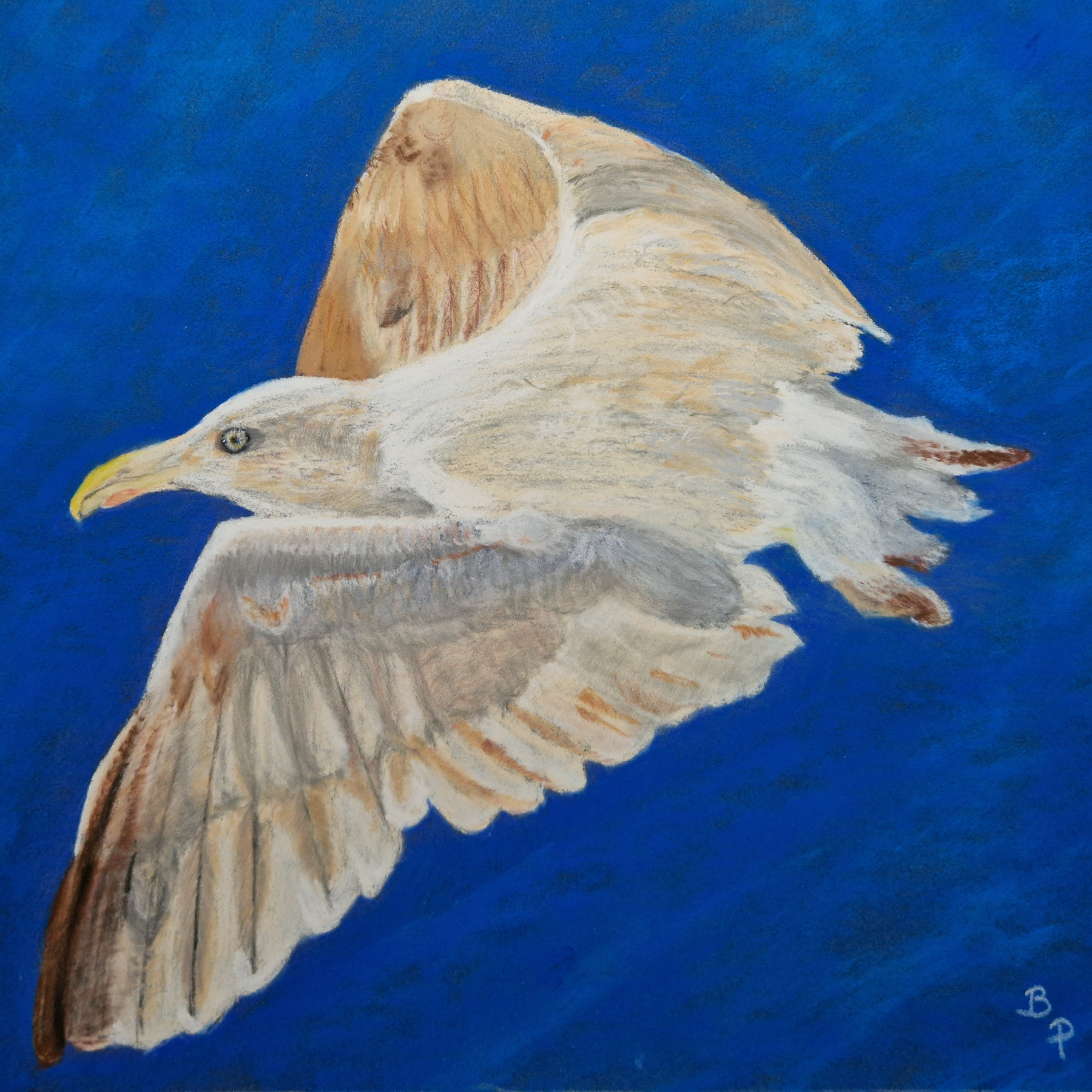 Le Goéland - Pastel (Salon d'automne 2023)