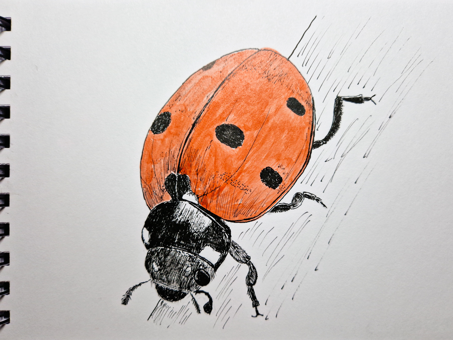 La coccinelle
