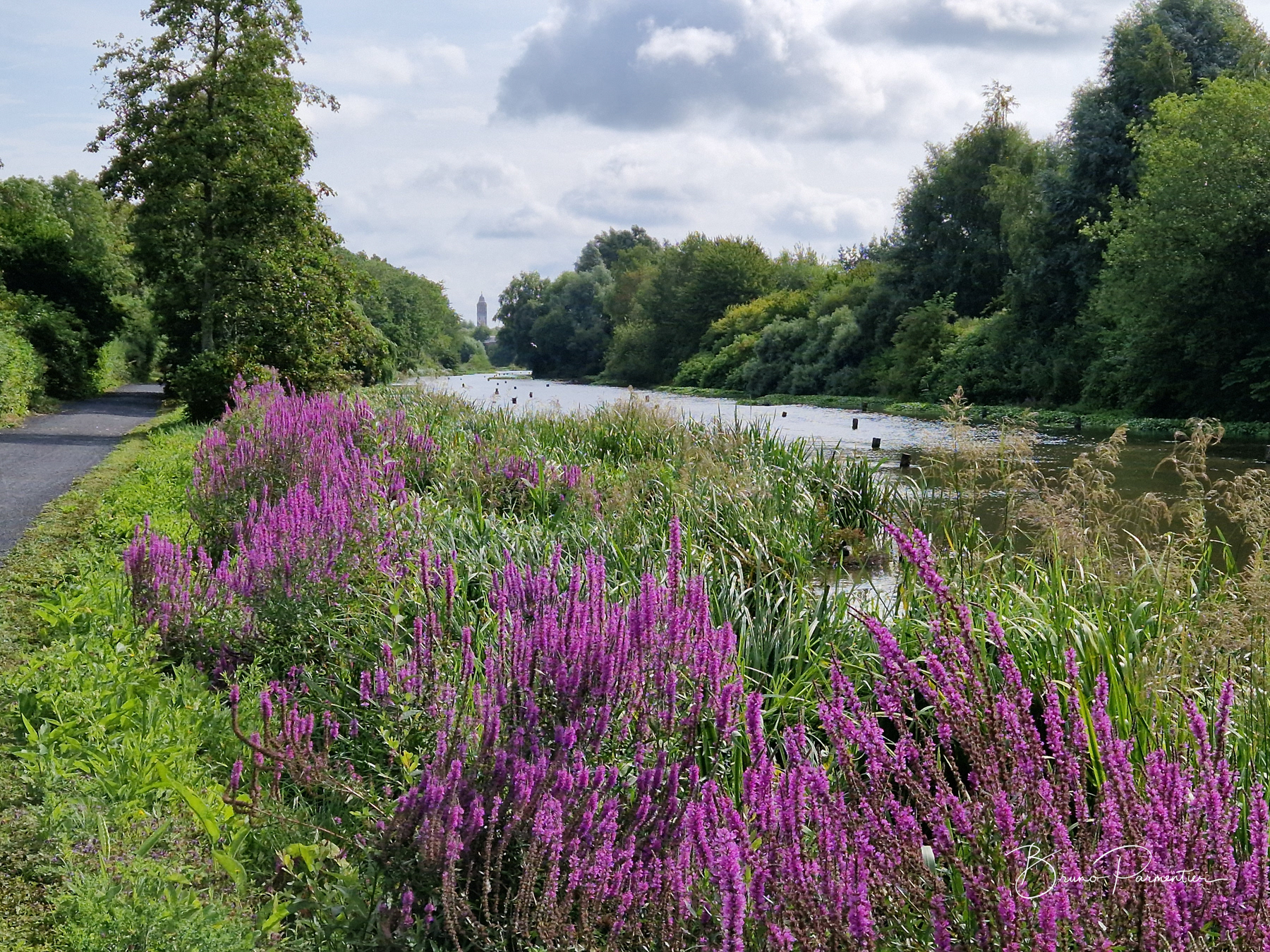 Salicaires - Bras mort de la Lys à Comines (Nord) - Juillet 2023