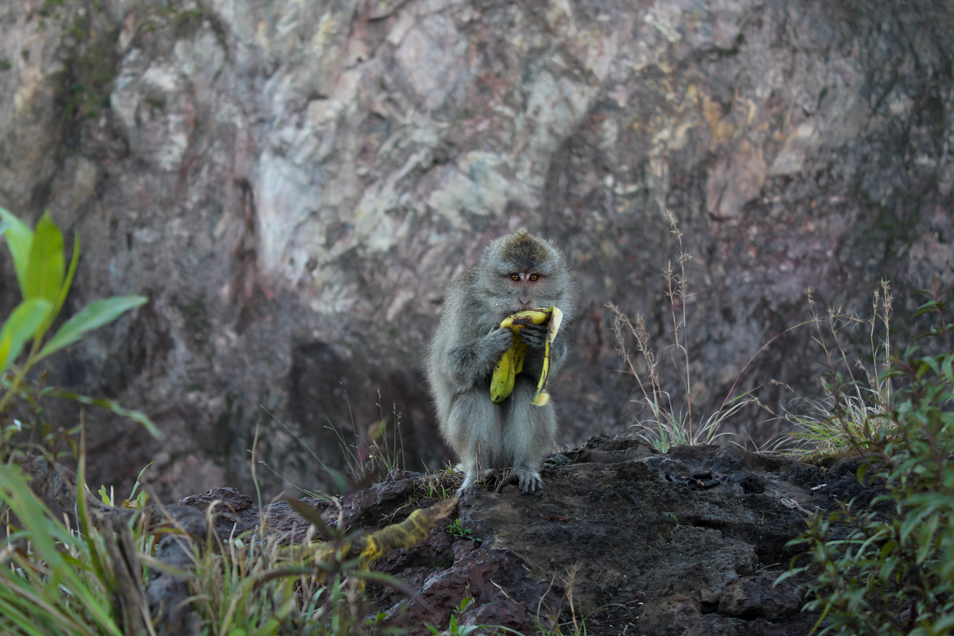 Banana thief in Indonesia