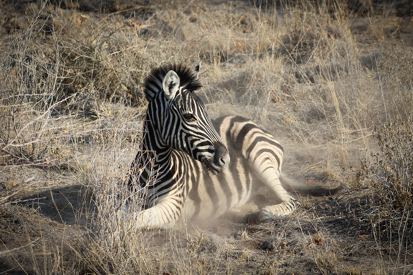 Etosha National Park, Namibia