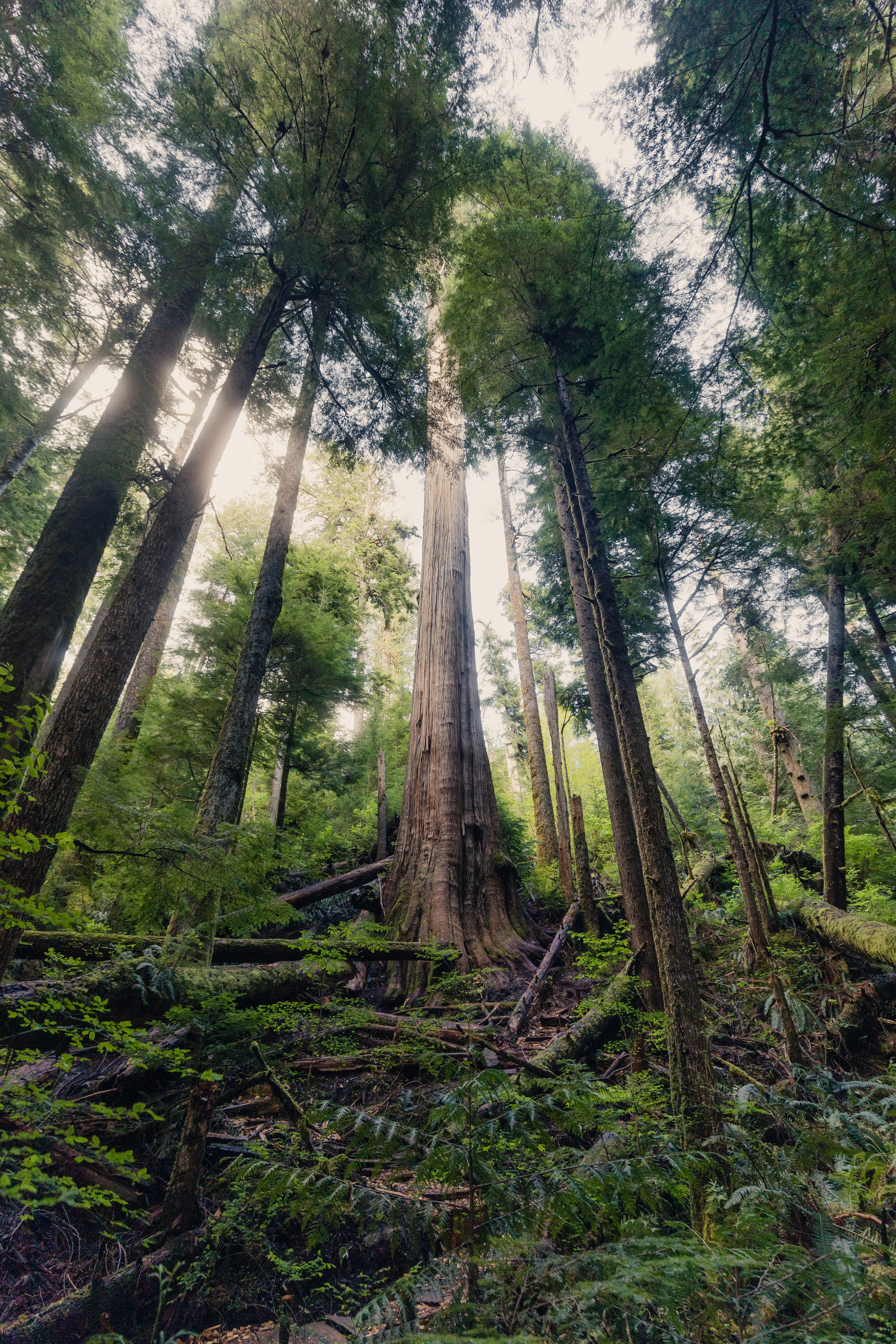 Fairy Creek Old Growth