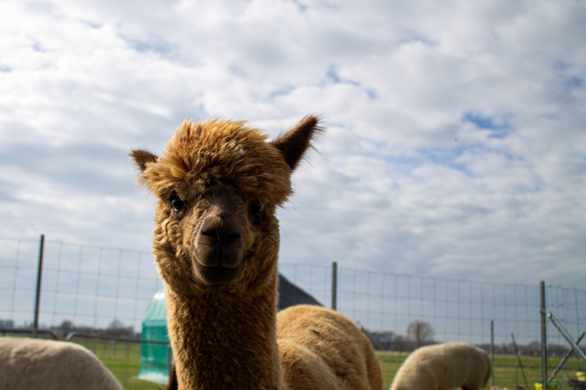 Ausflug zu den Alpakas