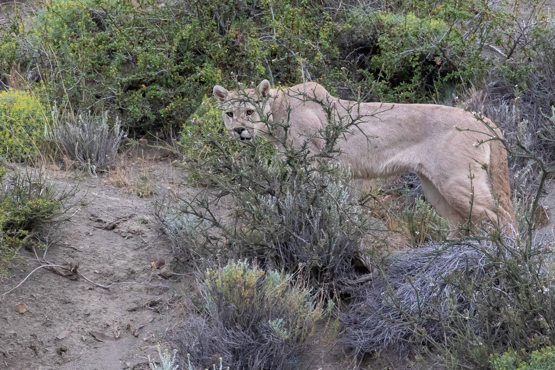 Puma ( Mâle )