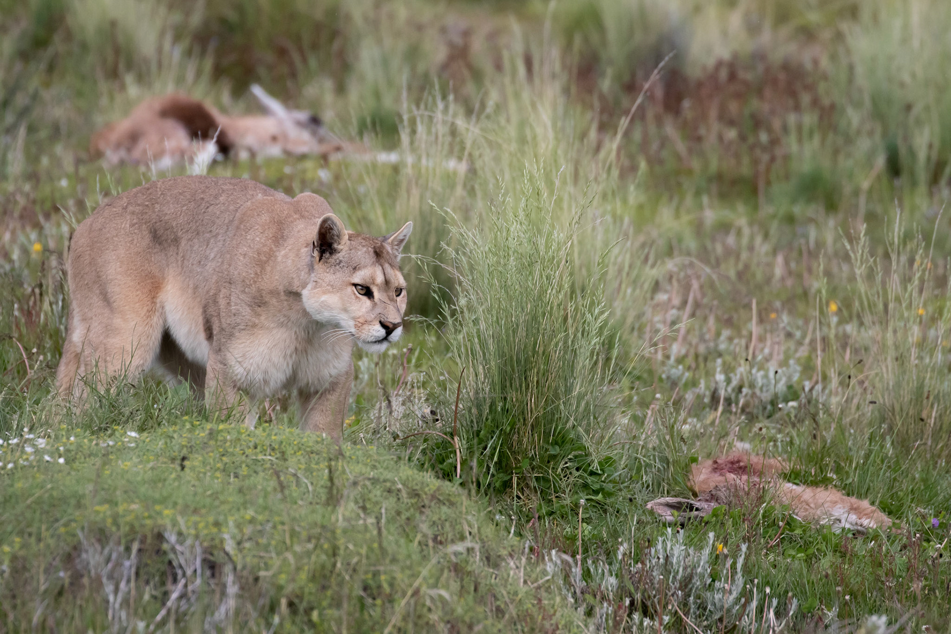 Puma ( femelle )