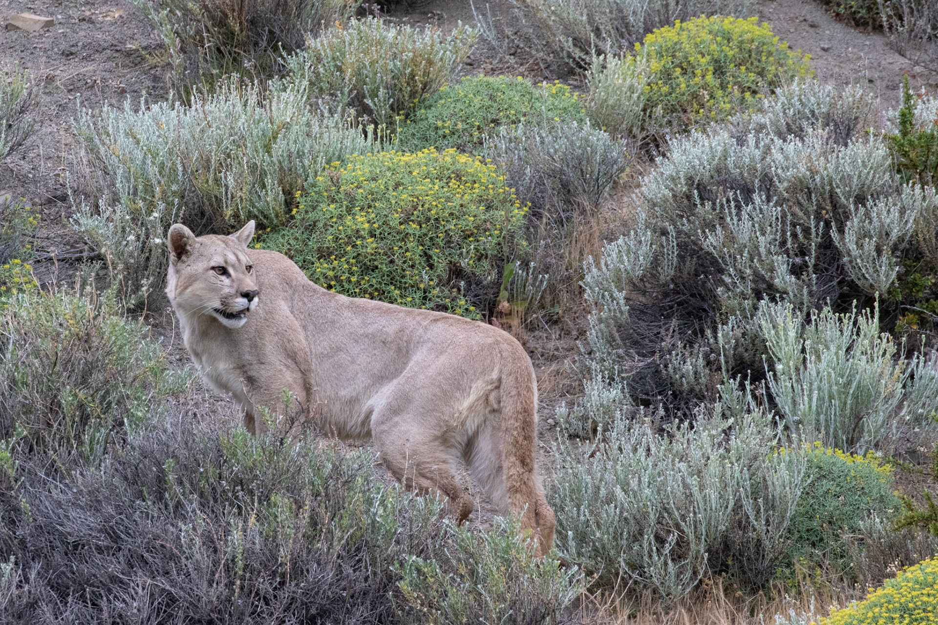 Puma ( Mâle )