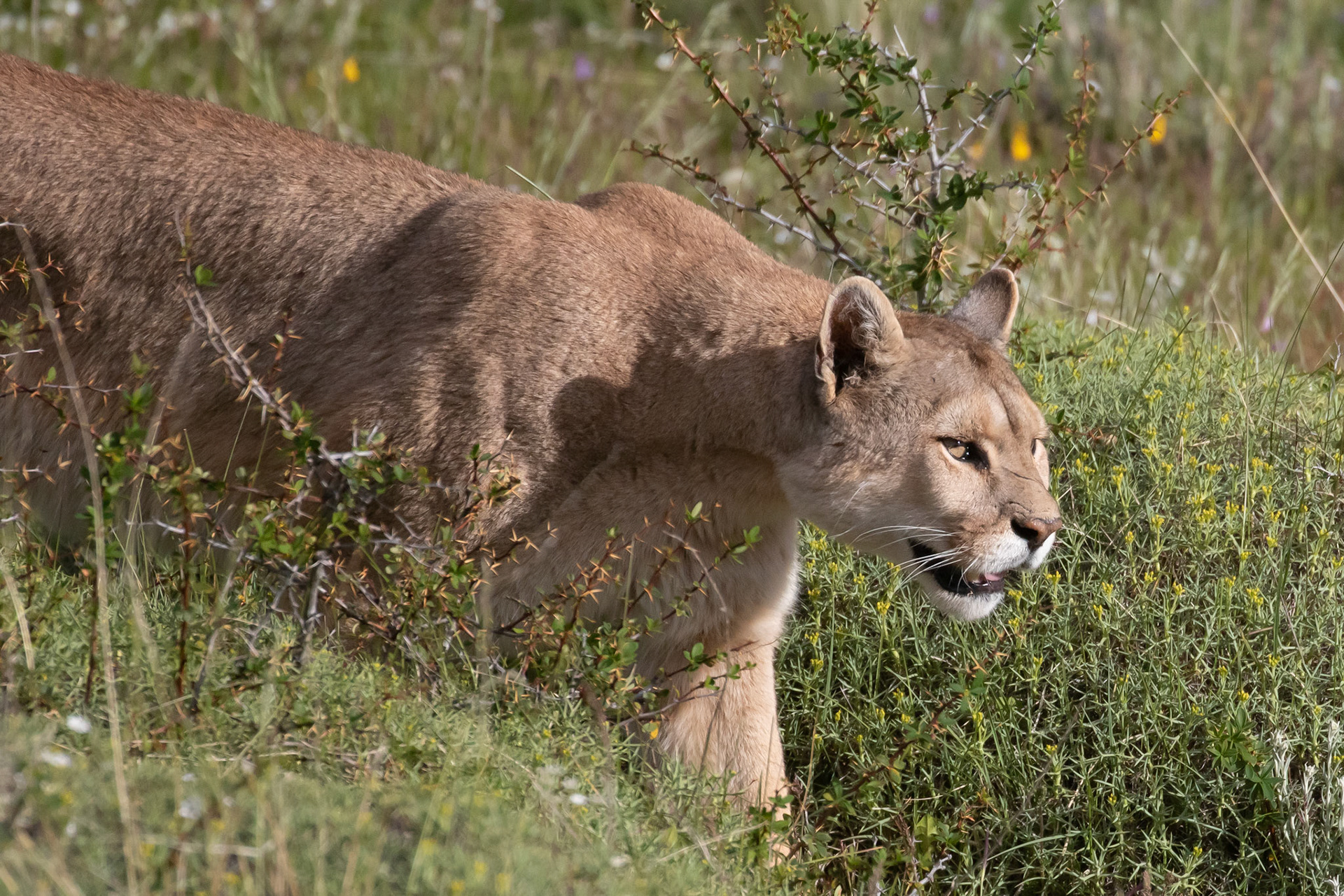 Puma ( femelle )