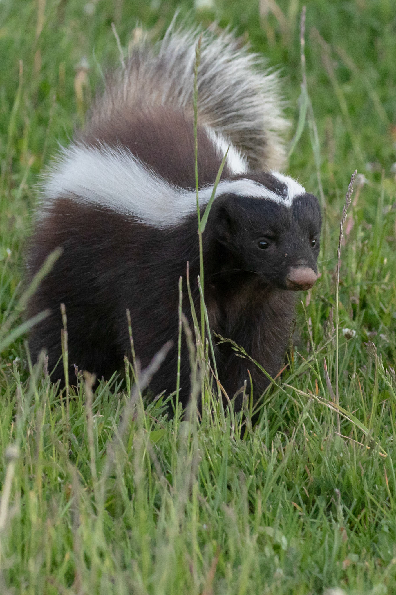 Moufette de Patagonie