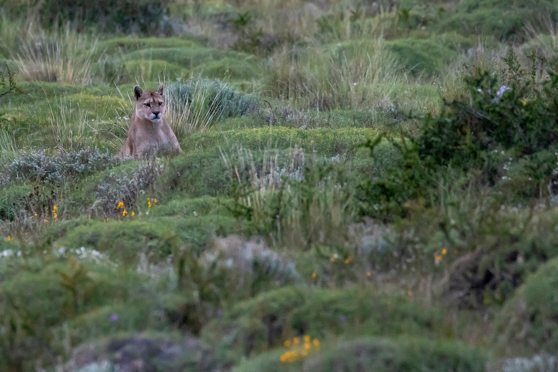 Puma ( femelle )