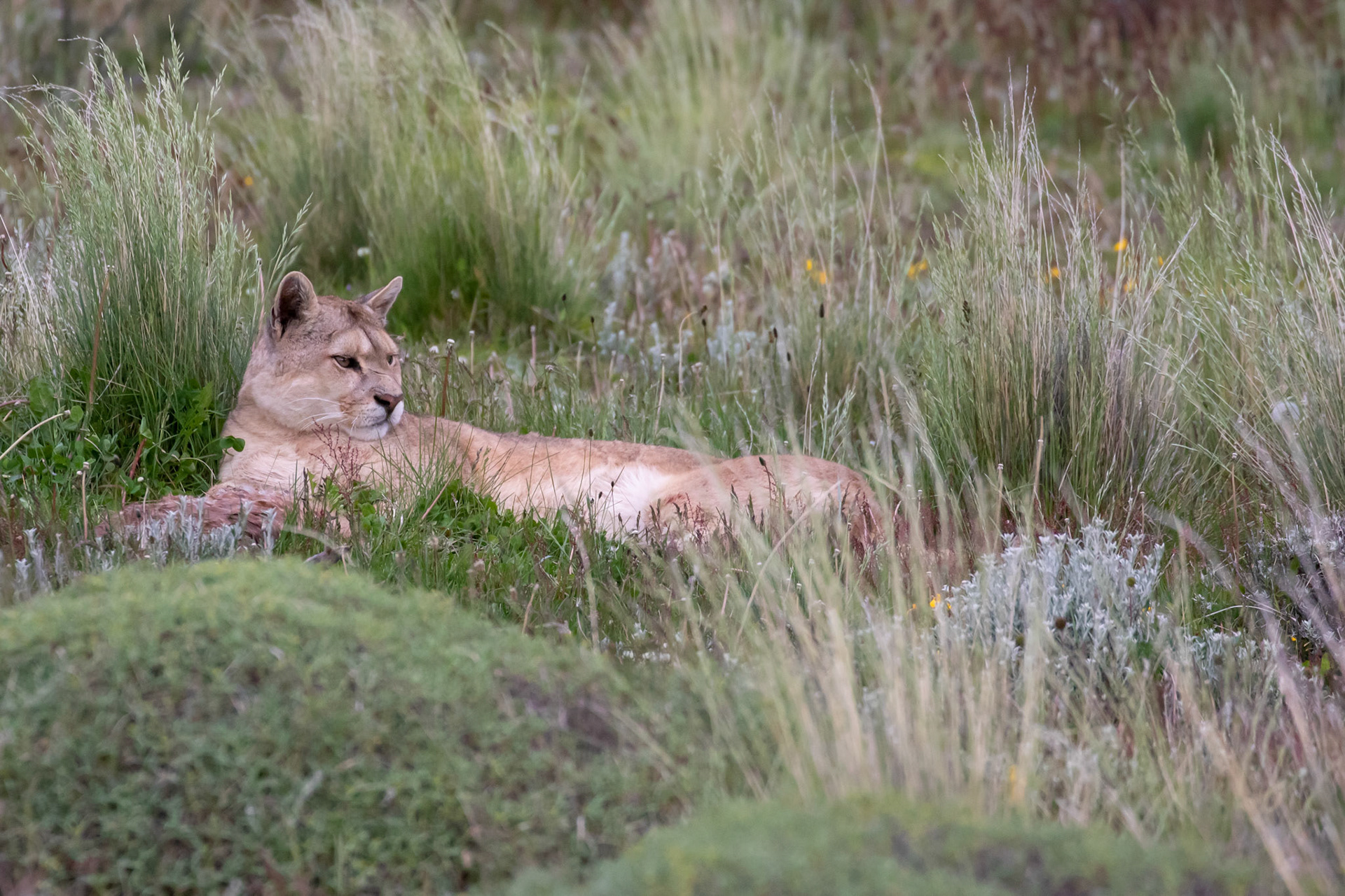 Puma ( femelle )