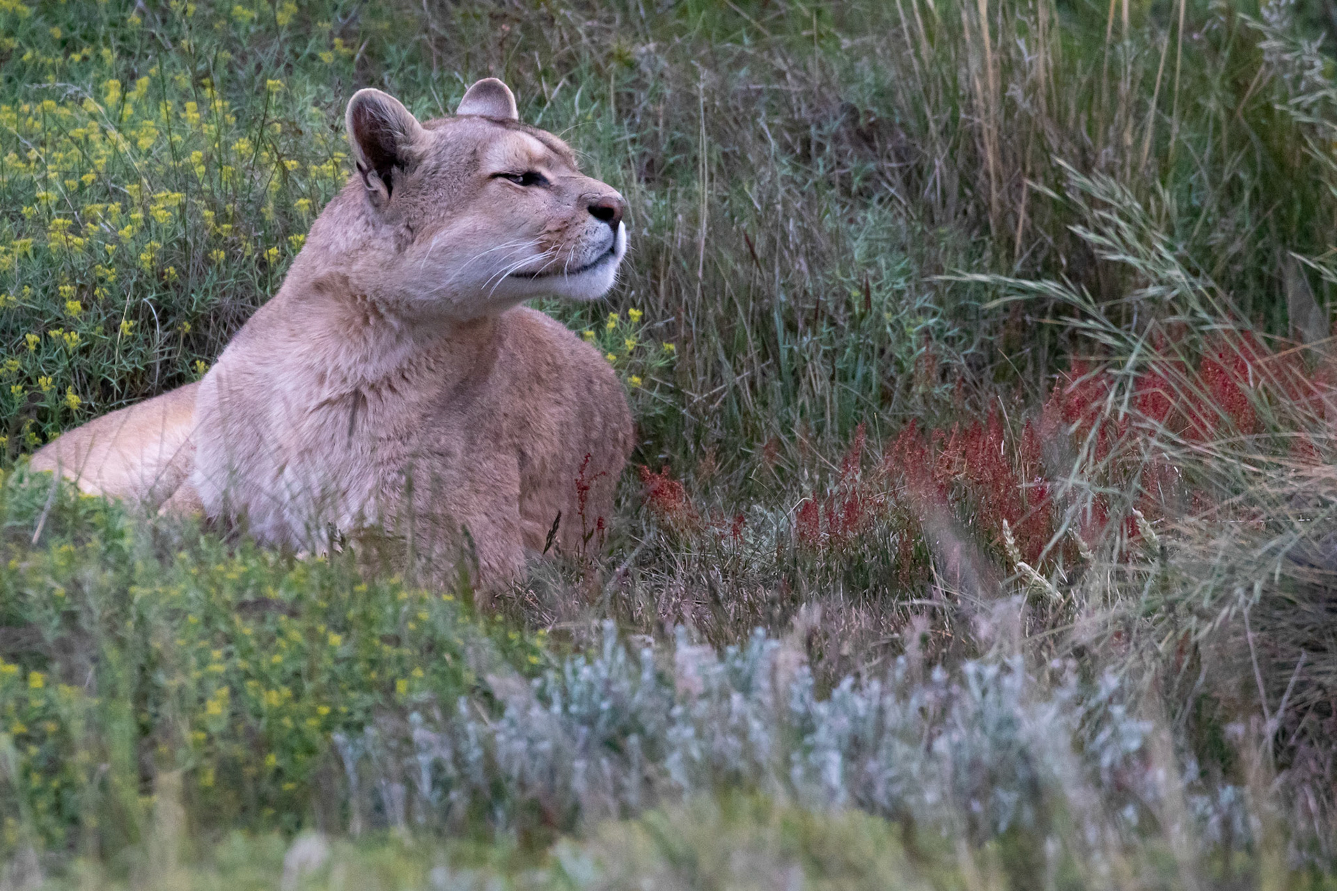 Puma ( femelle )
