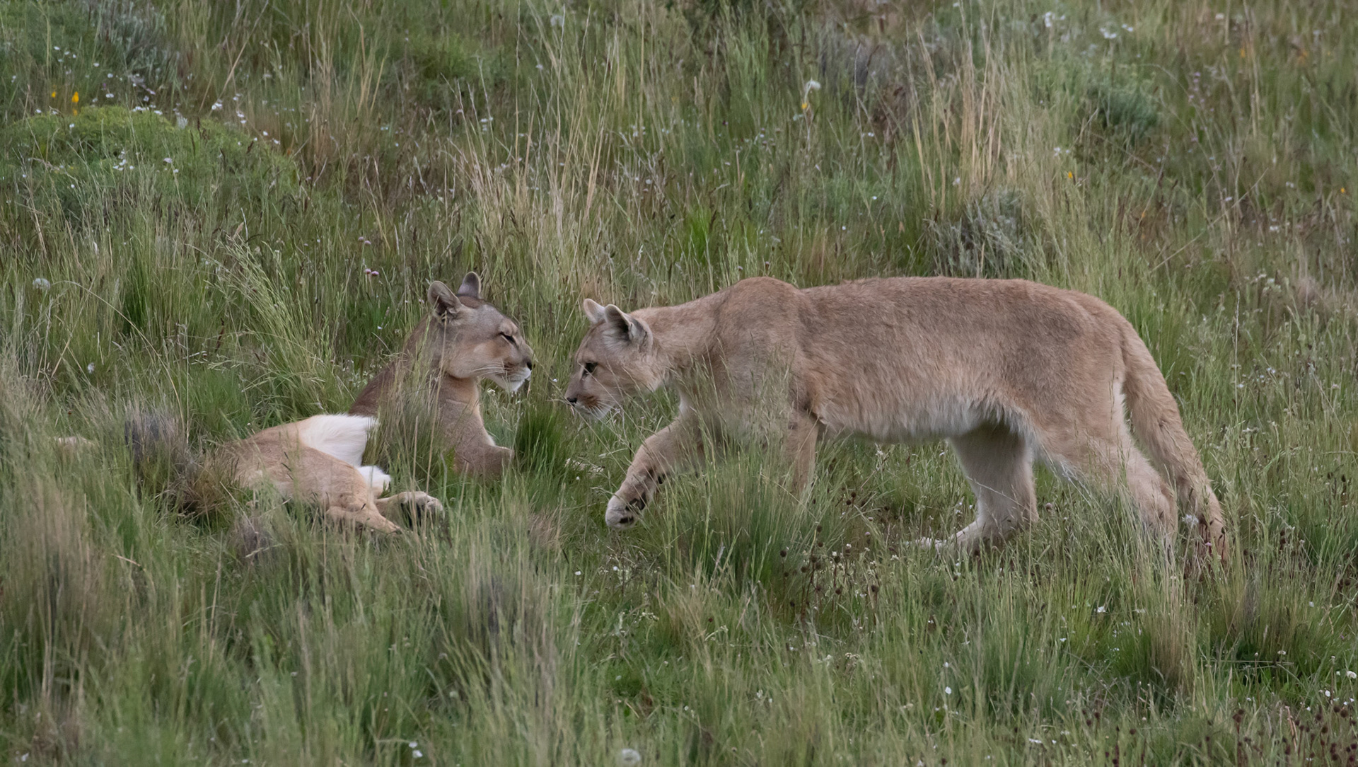 Puma