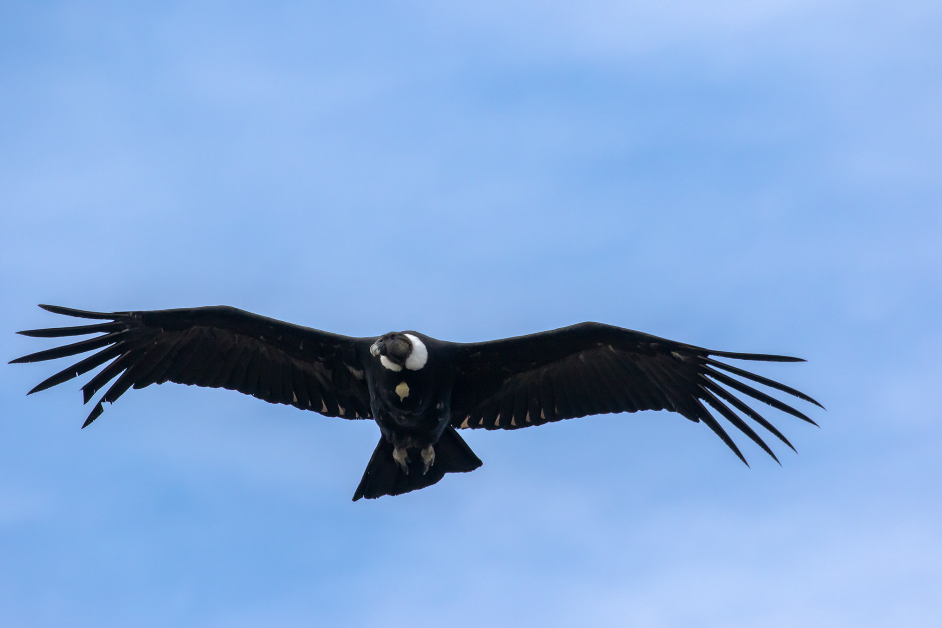 Condor des Andes