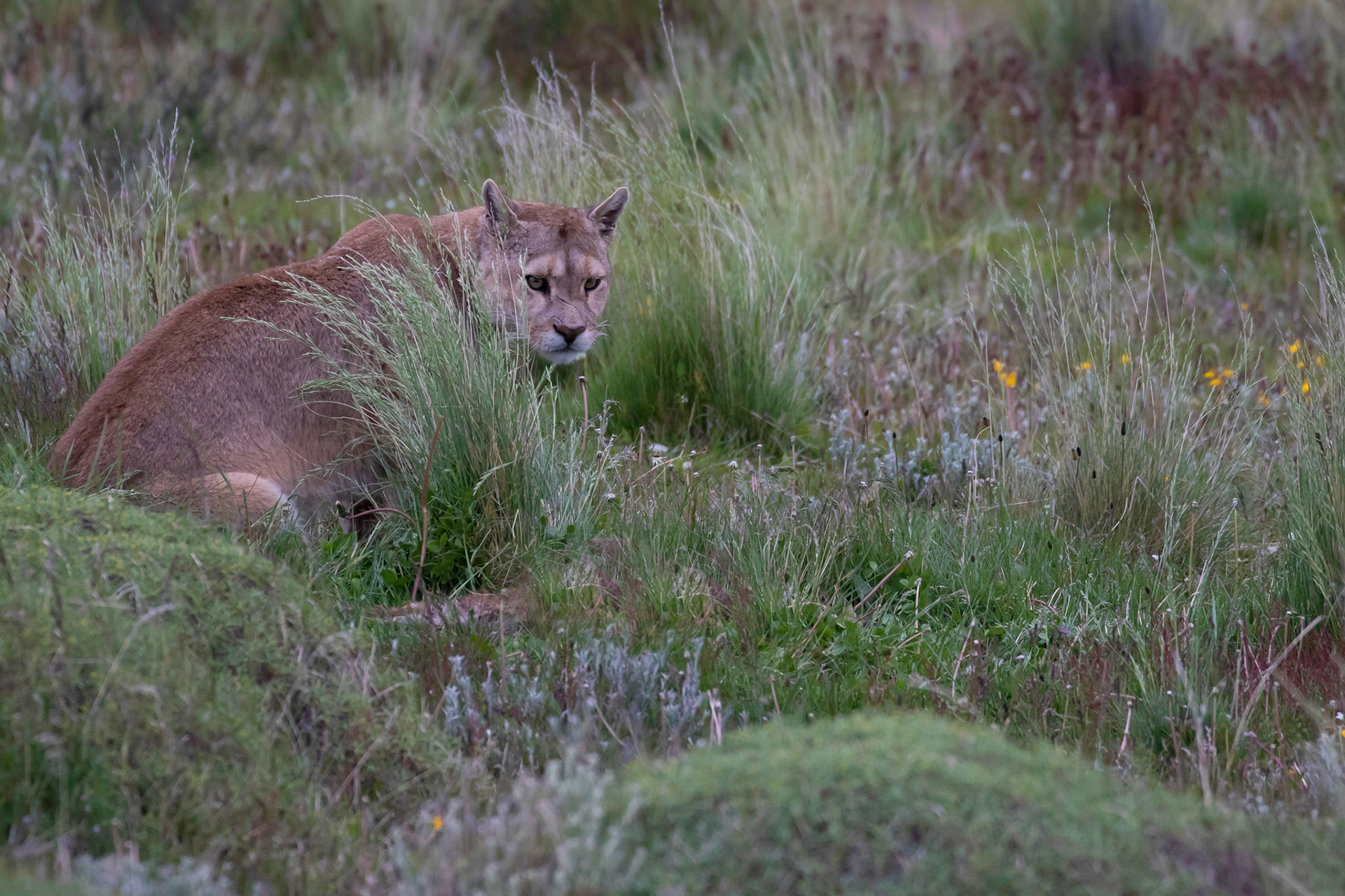 Puma ( femelle )