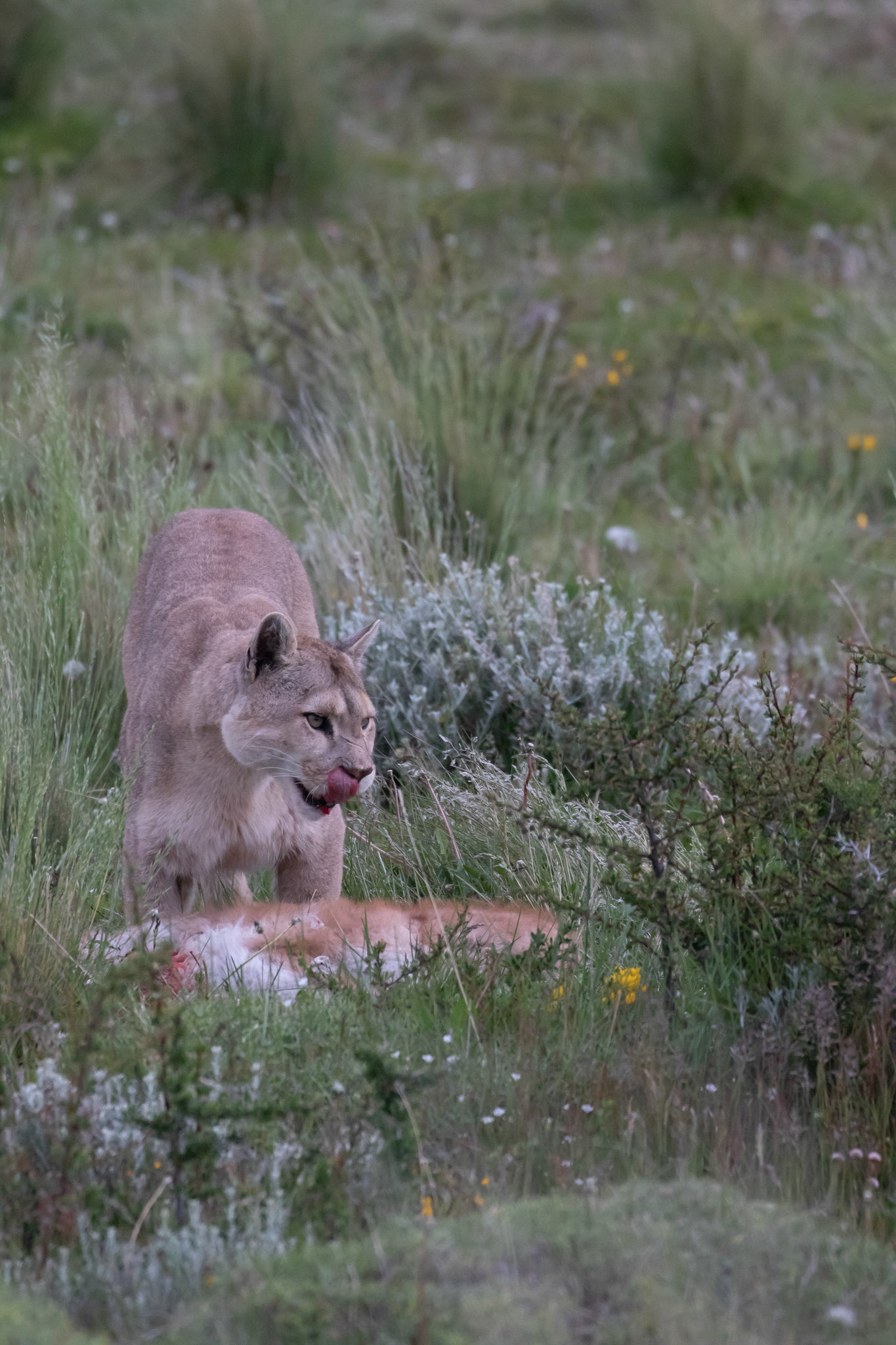 Puma ( femelle )