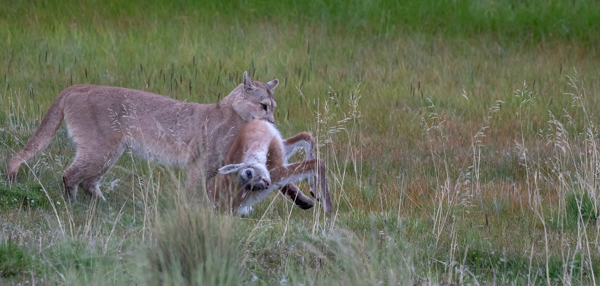 Puma ( femelle )