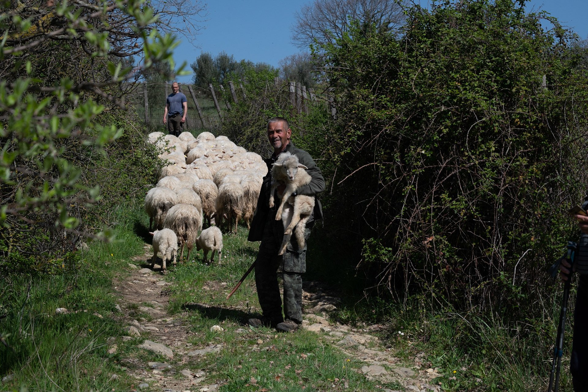 Transumanza, or moving the flock from one pasture to another
